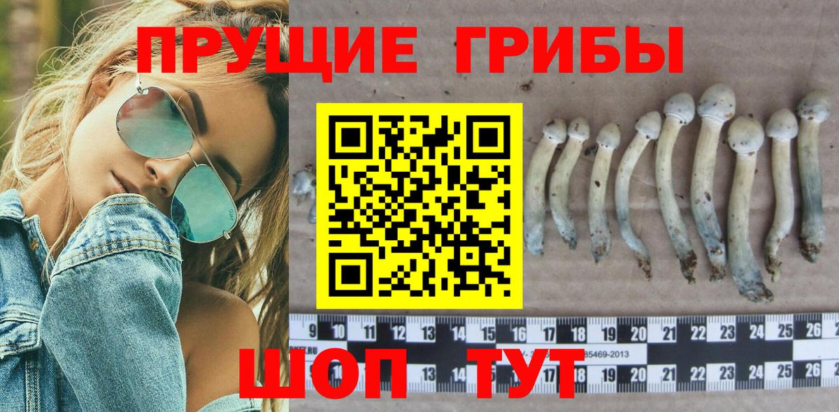 Галлюциногенные грибы Psilocybe  даркнет сайт  Камышин  Вход с VPN  Галлюциногенные грибы Psilocybe 